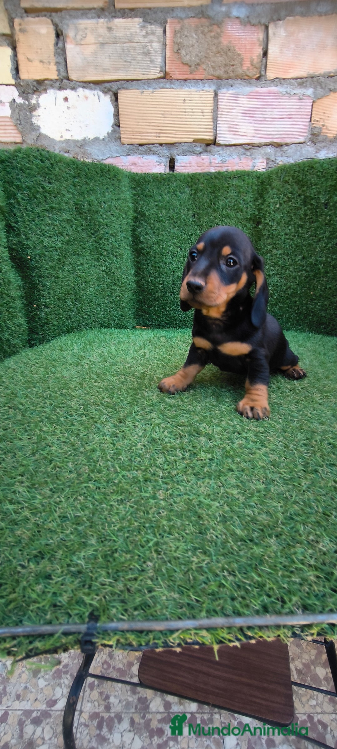 Teckel Miniatura perros en venta: teckel miniatura arlequin - Imagen 7