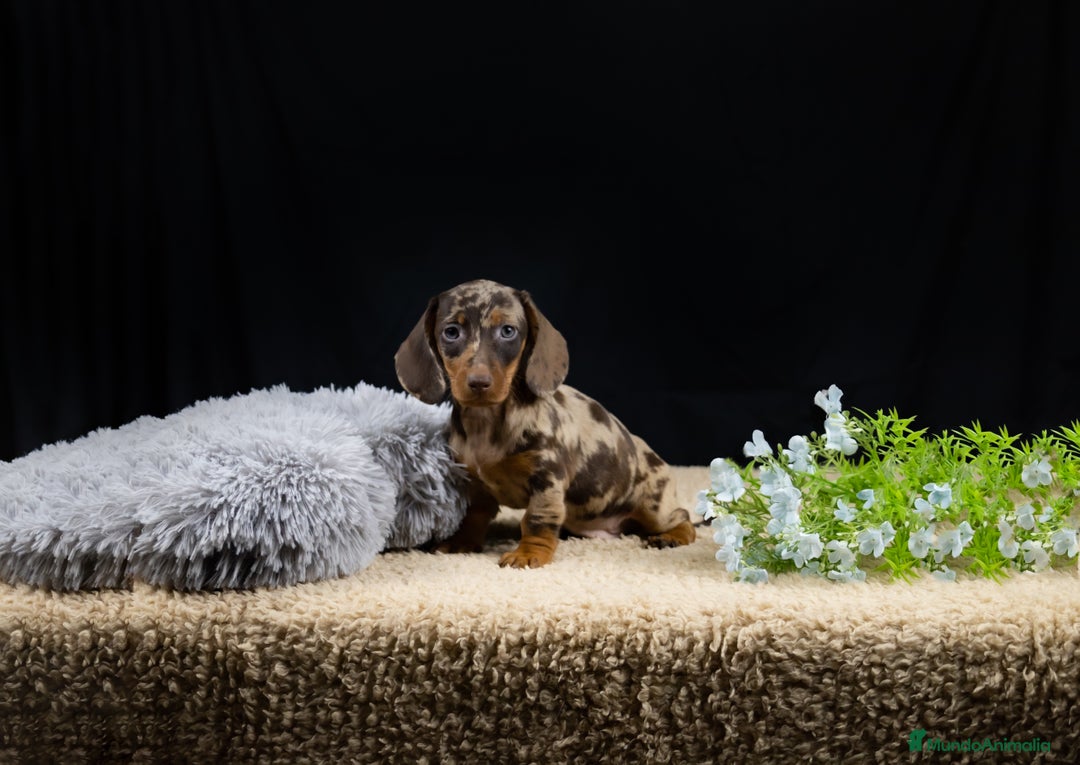 Teckel Miniatura perros en venta: VENTA DE TECKEL ARLEQUIN - Imagen 4