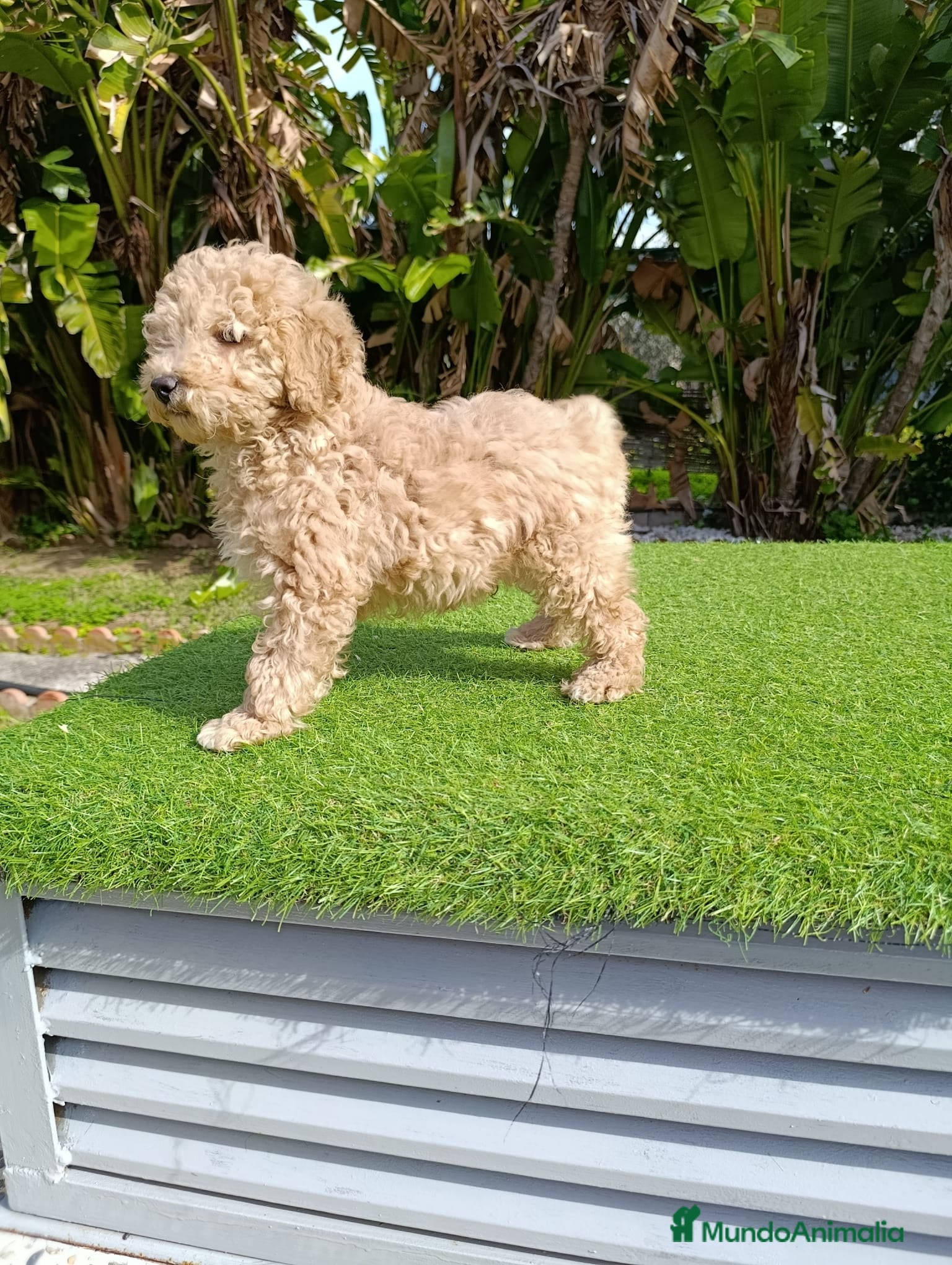 Raza Mixta perros CANICHE - Anuncio 2