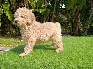 Raza Mixta perros CANICHE - Anuncio 3