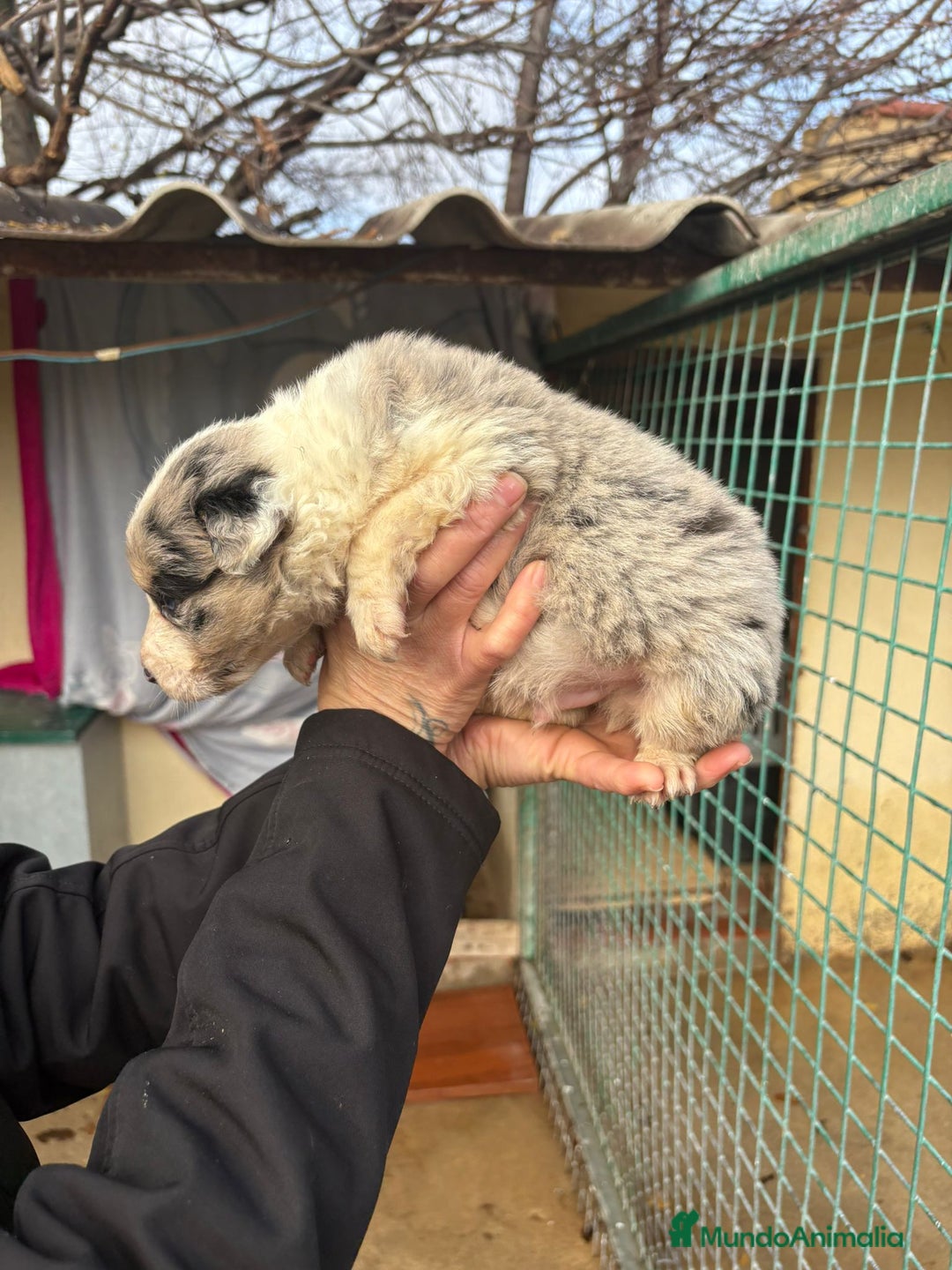 Border Collie perros en venta: Cachorro macho border collie merle  - Anuncio 10