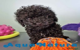 Caniche Toy perros en venta: Caniche Hembra CJMM 4165 AQUANATURA - Imagen 5