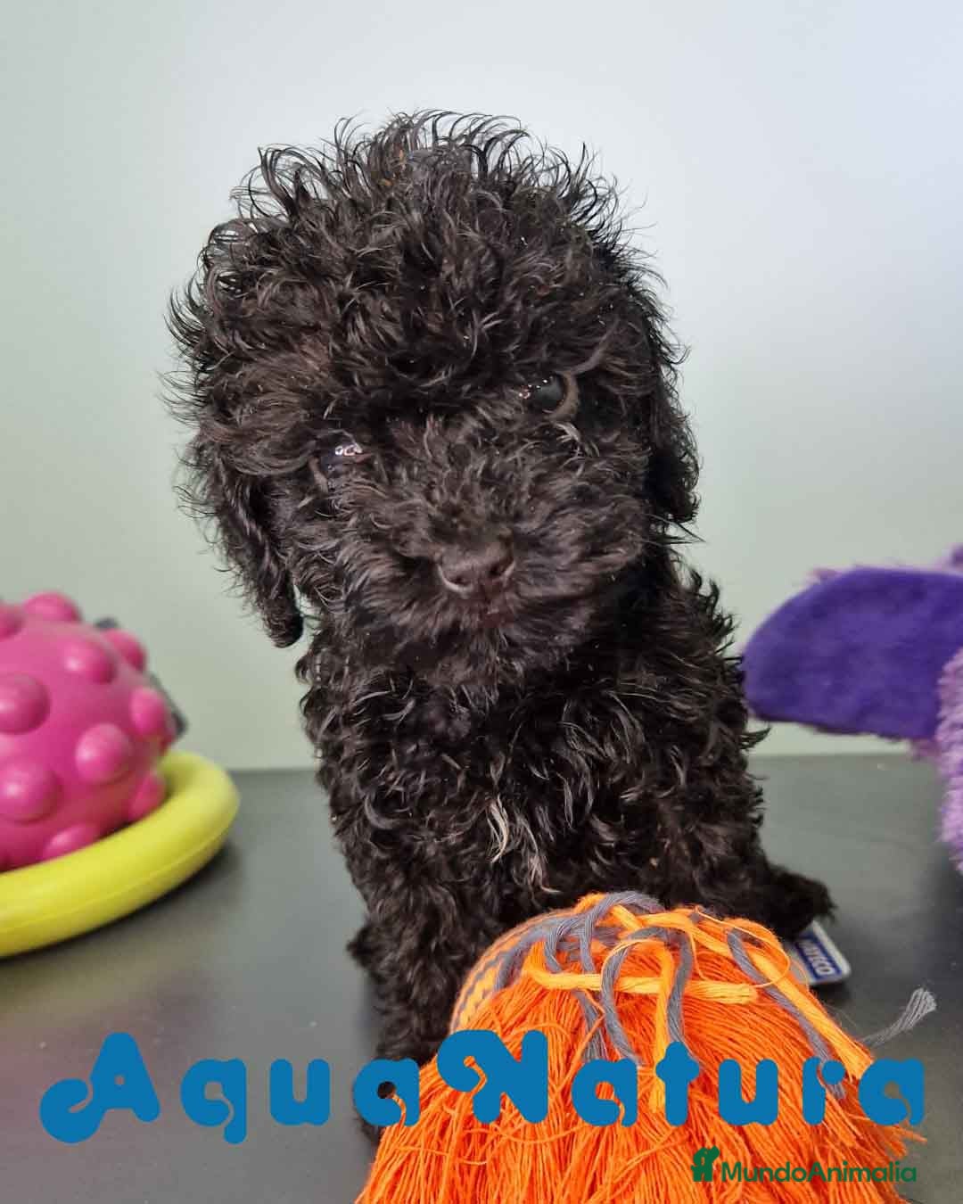Caniche Toy perros en venta: Caniche Hembra CJMM 4165 AQUANATURA - Imagen 5
