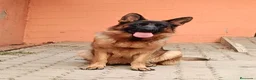 Pastor Alemán perros en venta: Espectacular camada de pastor alemán  - Anuncio 2