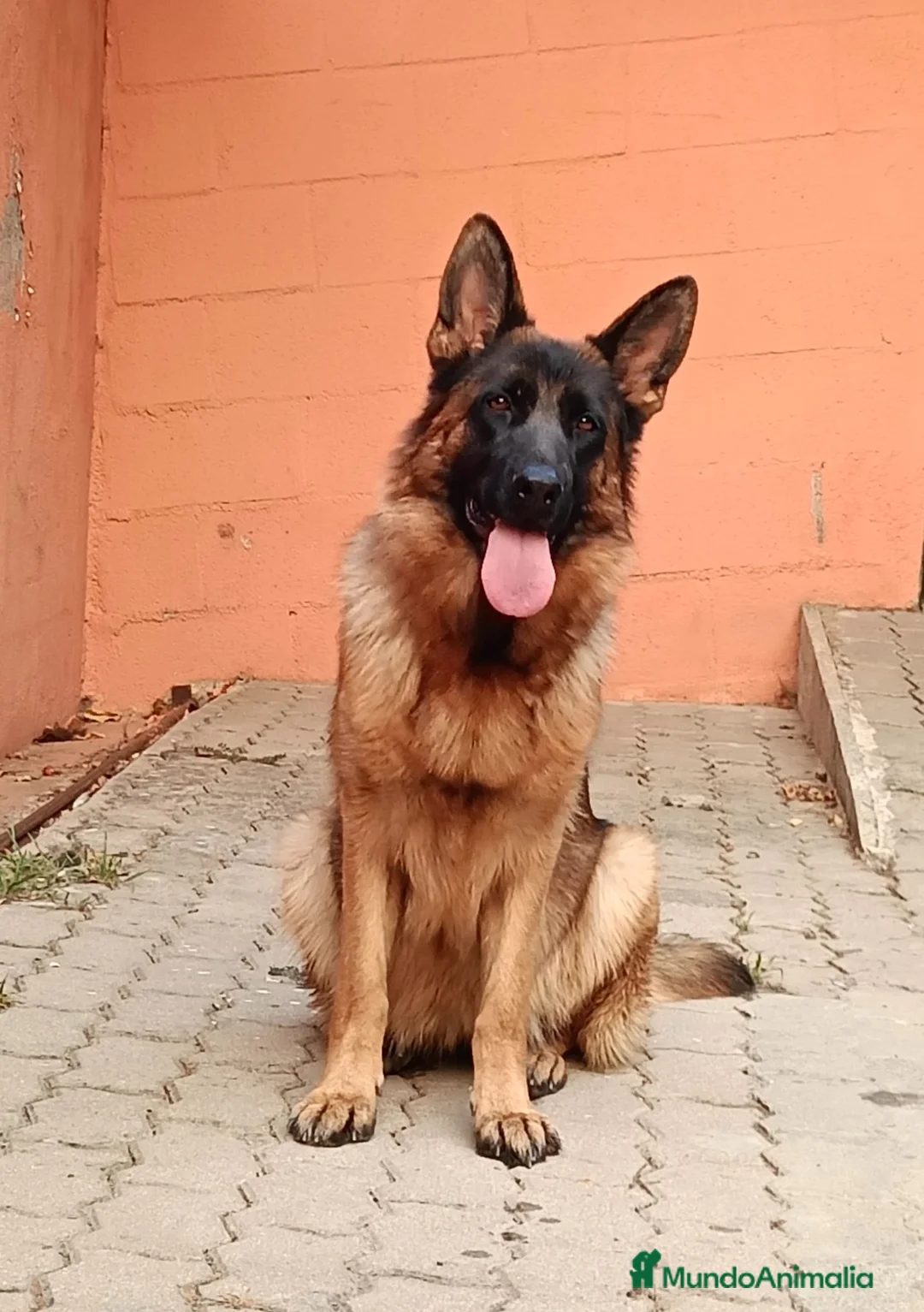 Pastor Alemán perros en venta: Espectacular camada de pastor alemán  - Anuncio 2
