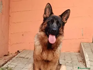 Pastor Alemán perros Espectacular camada de pastor alemán - Anuncio 2