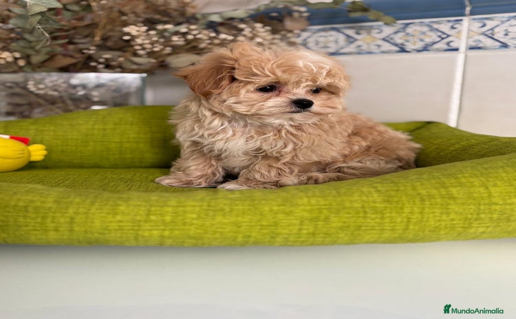 Maltipoo perros - Propaganda 3