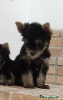 Yorkshire Terrier perros en venta: Yorshire toy - Anuncio 2