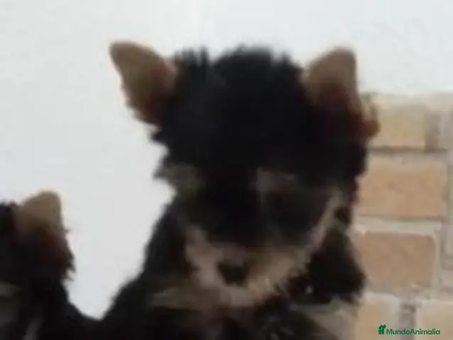 Yorkshire Terrier perros en venta: Yorshire toy - Anuncio 2