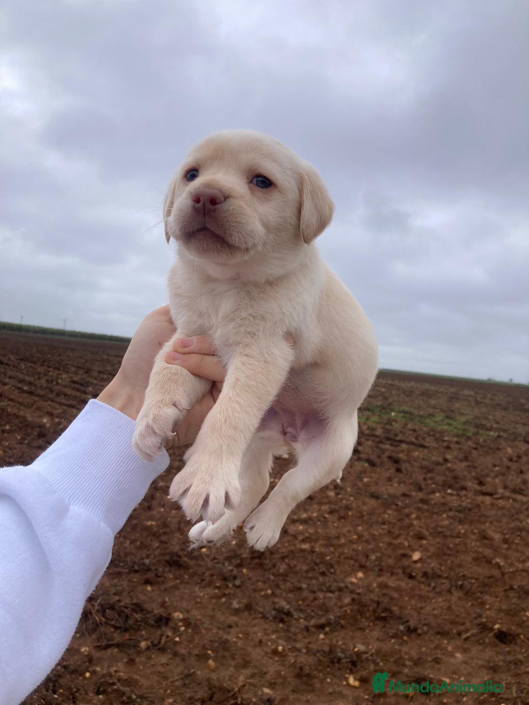 Labrador Retriever perros en venta: Labrador retriever  - Anuncio 1