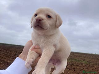Labrador Retriever perros Labrador retriever - Anuncio 1