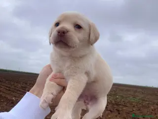 Labrador Retriever perros Labrador retriever - Anuncio 3