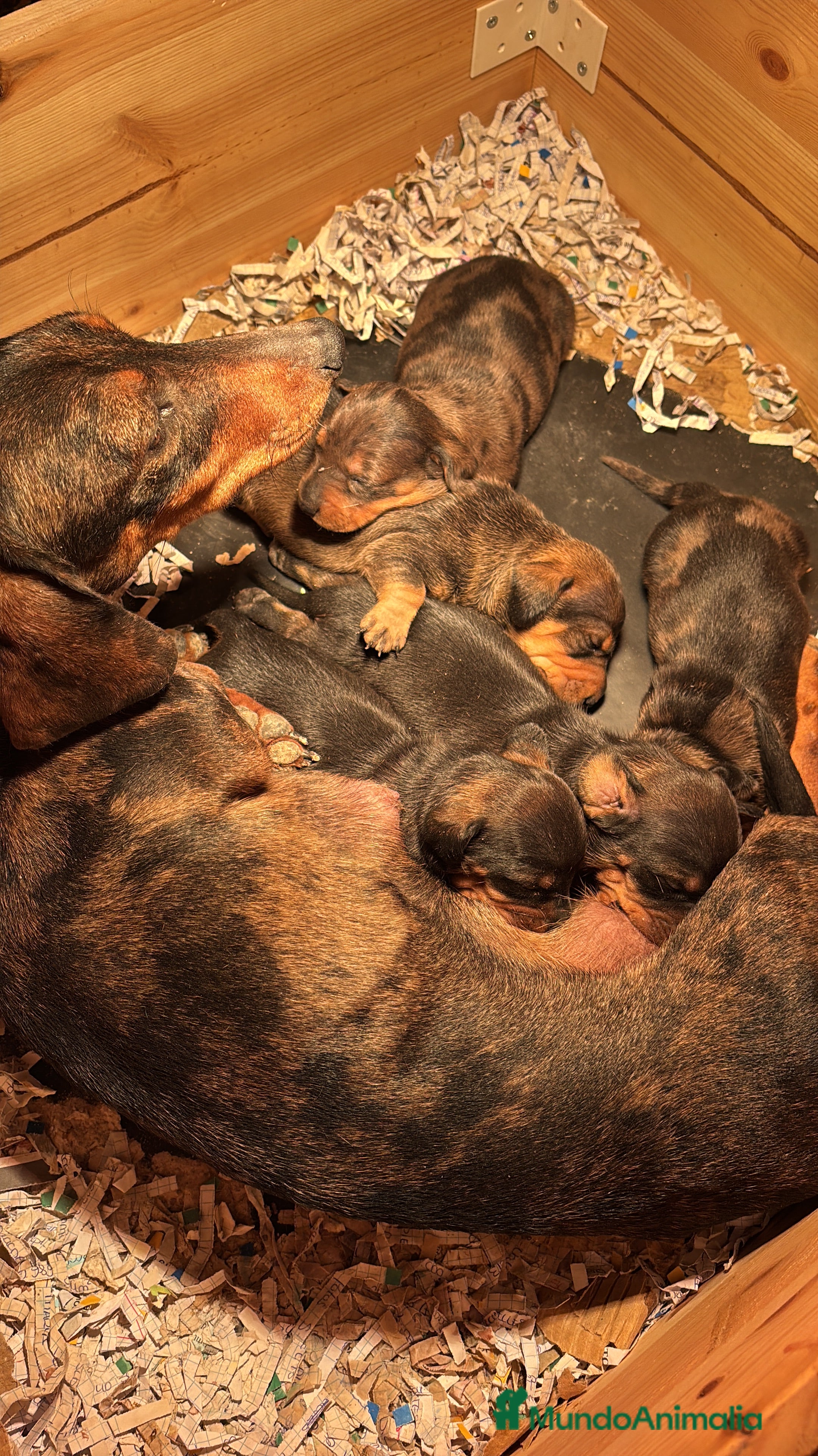 Teckel Miniatura perros Teckel miniatura - Anuncio 23