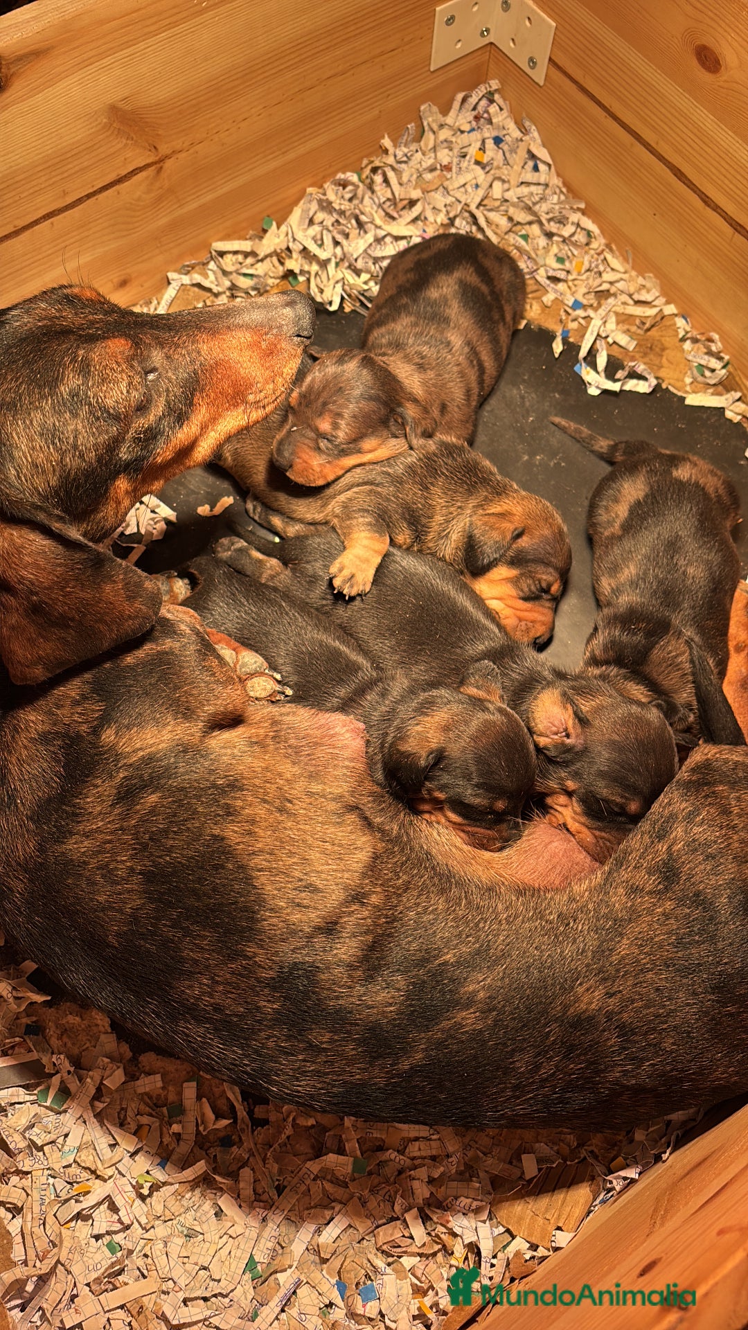 Teckel Miniatura perros en venta: Teckel miniatura - Anuncio 1