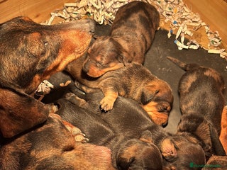 Teckel Miniatura perros Teckel miniatura - Anuncio 1