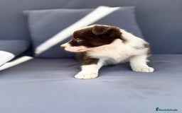 Border Collie perros en venta: Border collie chocolate  - Imagen 11