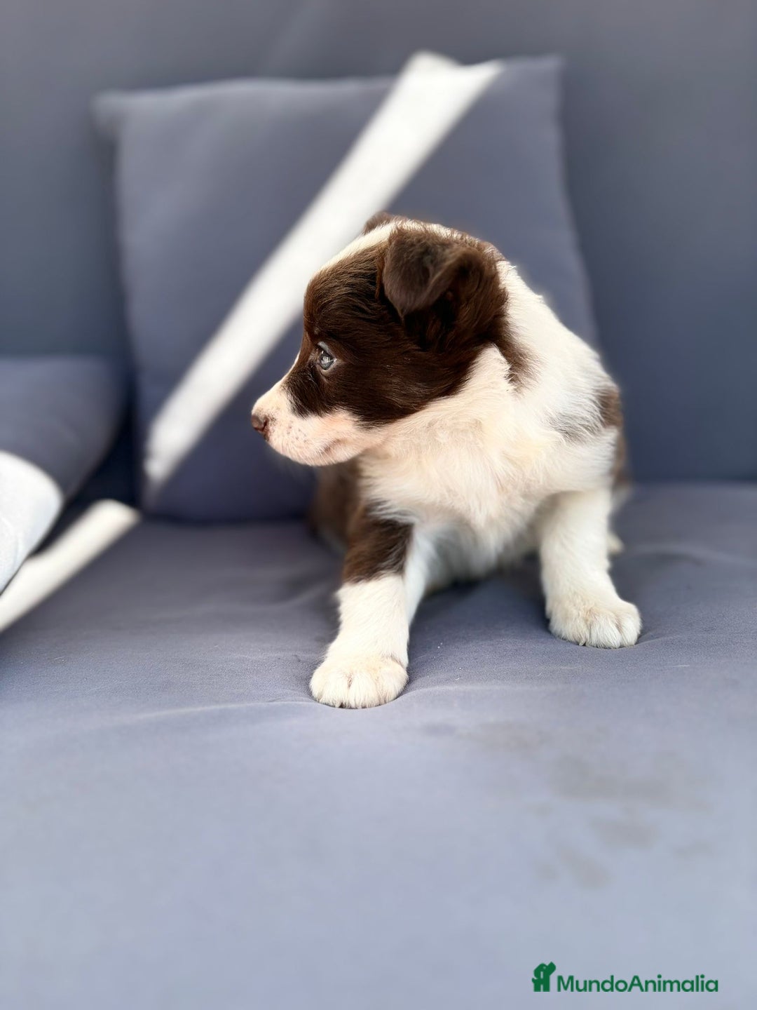 Border Collie perros en venta: Border collie chocolate  - Imagen 11