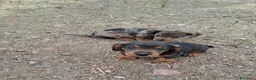 Teckel perros en venta: Teckel - Anuncio 1