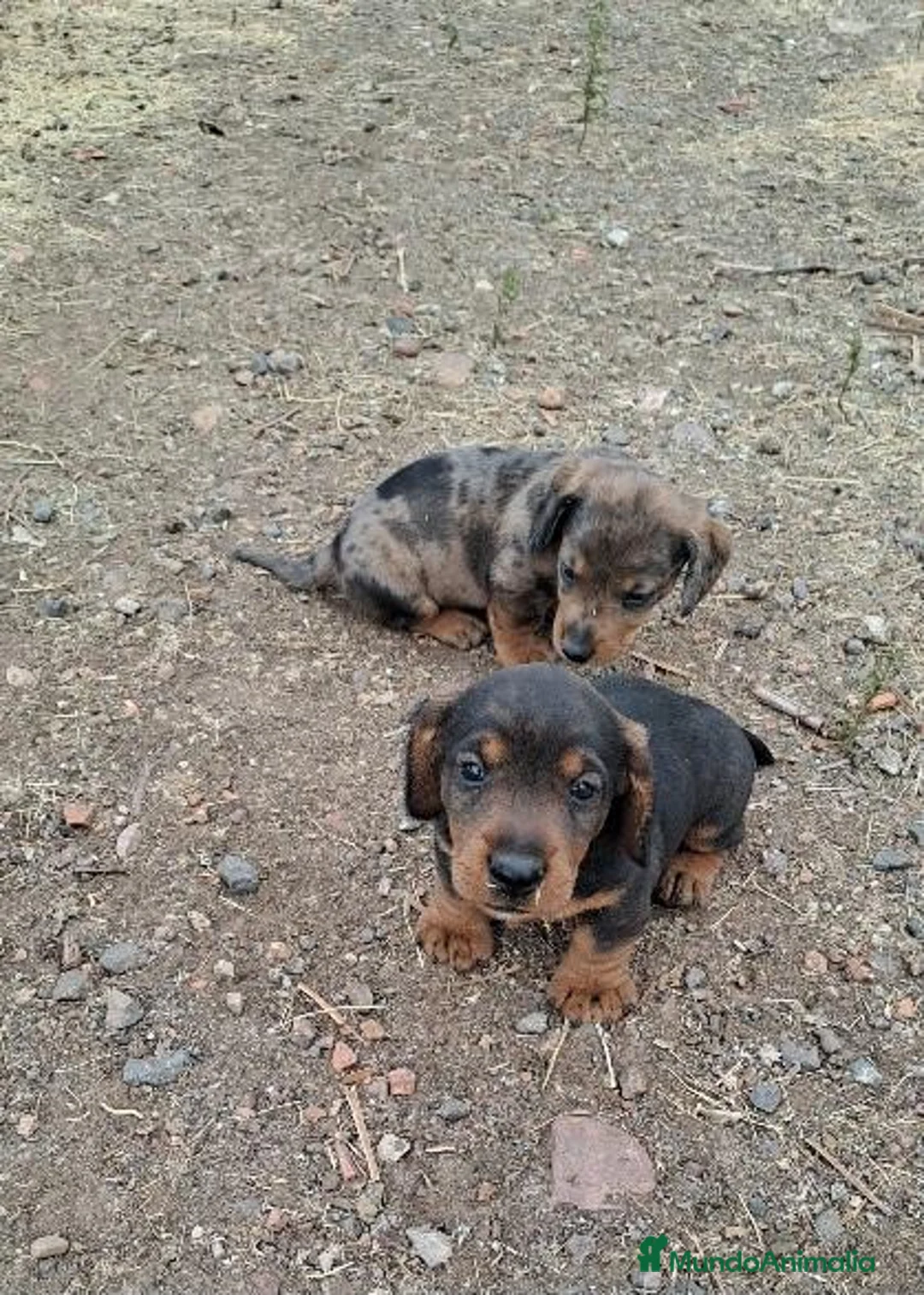 Teckel perros en venta: Teckel - Anuncio 1