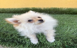 Pomerania perros en venta: lulu de Pomerania micro toy macho  - Imagen 8