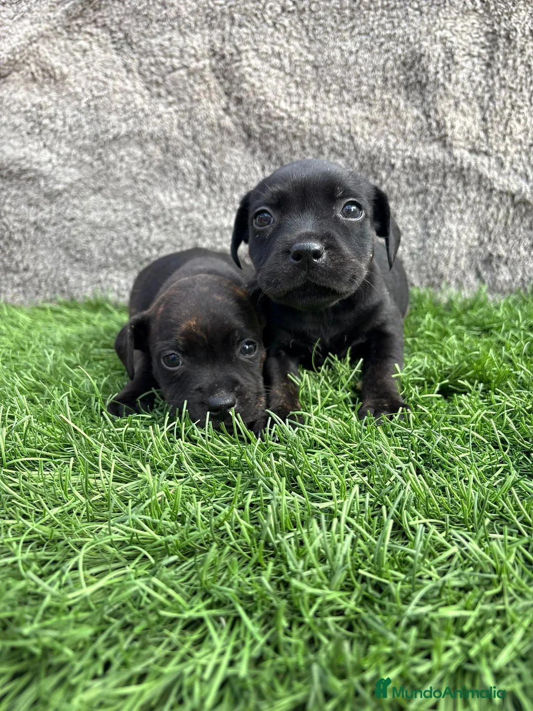 Staffordshire Bull Terrier perros en venta: Cachorro macho de Staffordshire Bull Terrier - Anuncio 17