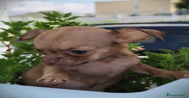 Chihuahua perros - Propaganda 14