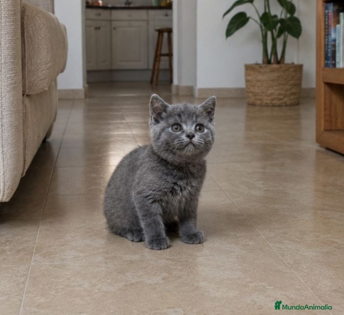 Británico de Pelo Corto gatos British Shorthair  - Anuncio 3