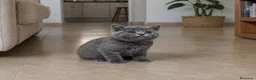 Británico de Pelo Corto gatos en venta: British Shorthair  - Anuncio 1
