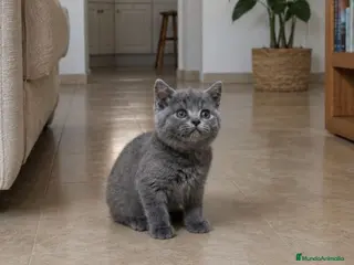 Británico de Pelo Corto gatos British Shorthair - Anuncio 3
