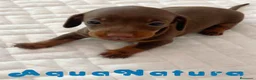 Teckel perros en venta: Teckel Hembra 6259 - AQUANATURA en Barcelona - Anuncio 6