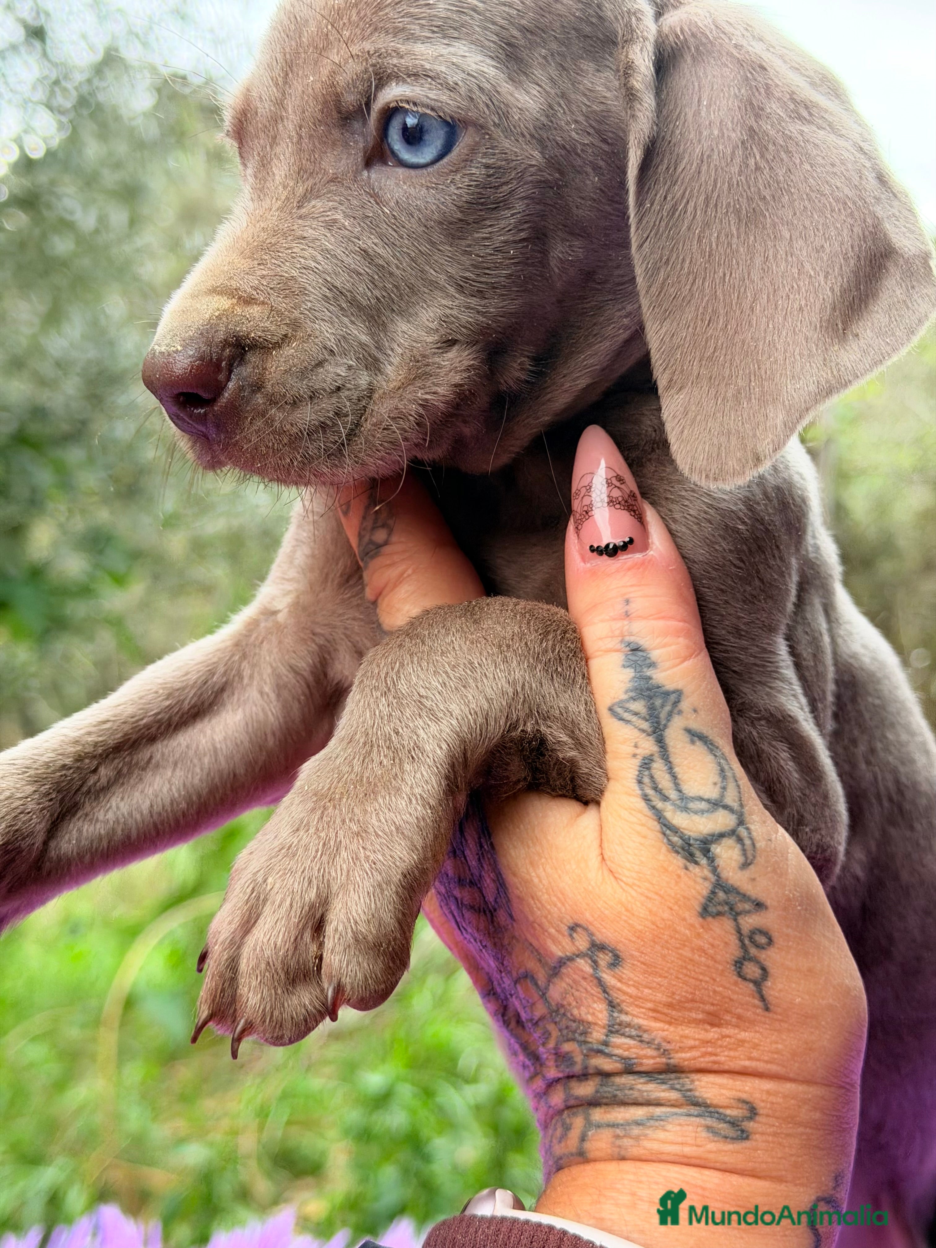 Weimaraner perros Braco de Weimar  - Anuncio 2