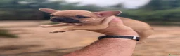 Bulldog Francés perros en venta: Bulldog frances  - Anuncio 2
