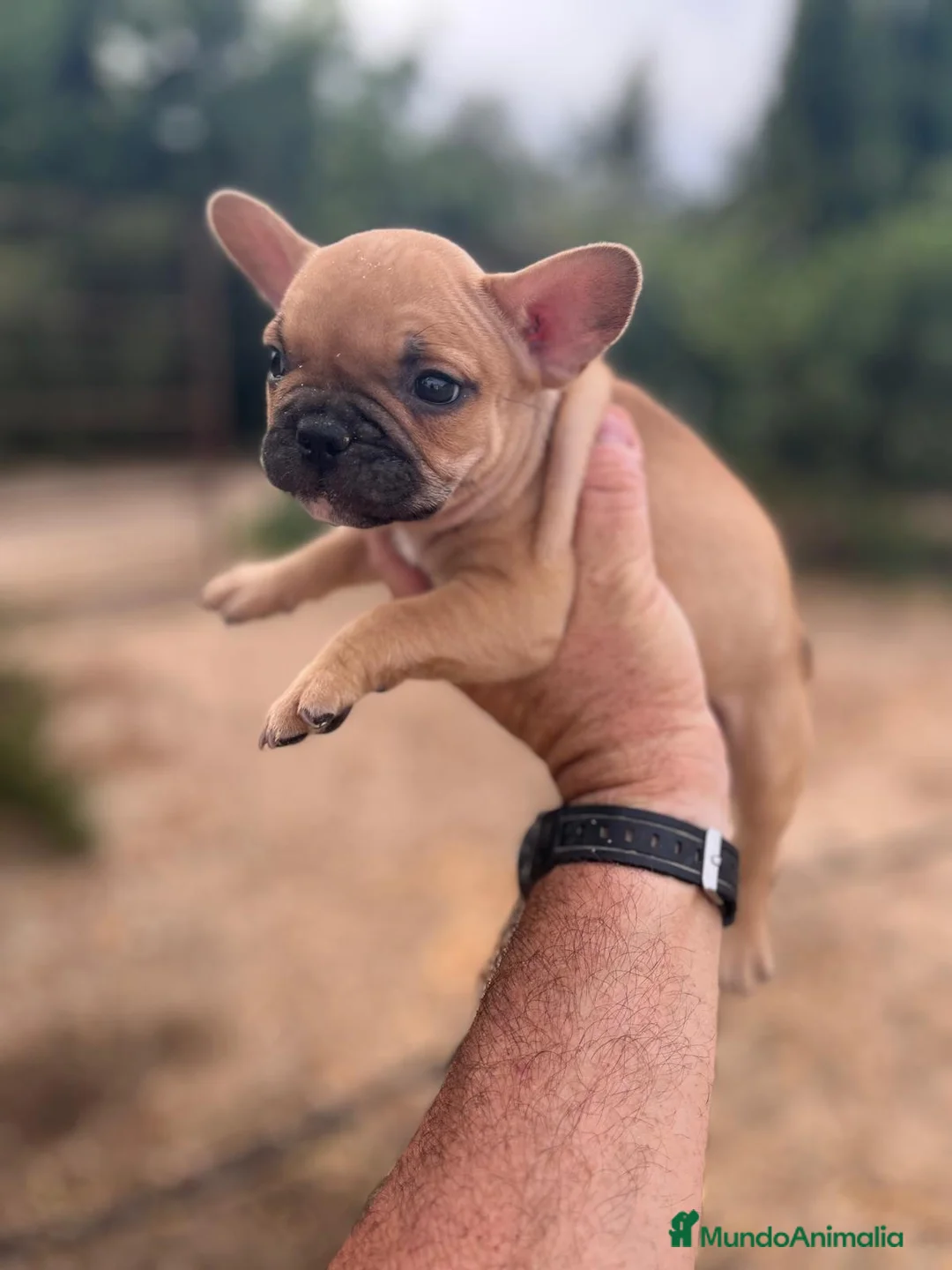 Bulldog Francés perros en venta: Bulldog frances  - Anuncio 2