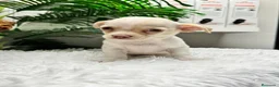 Chihuahua perros en venta: CHIHUAHUA - Anuncio 9