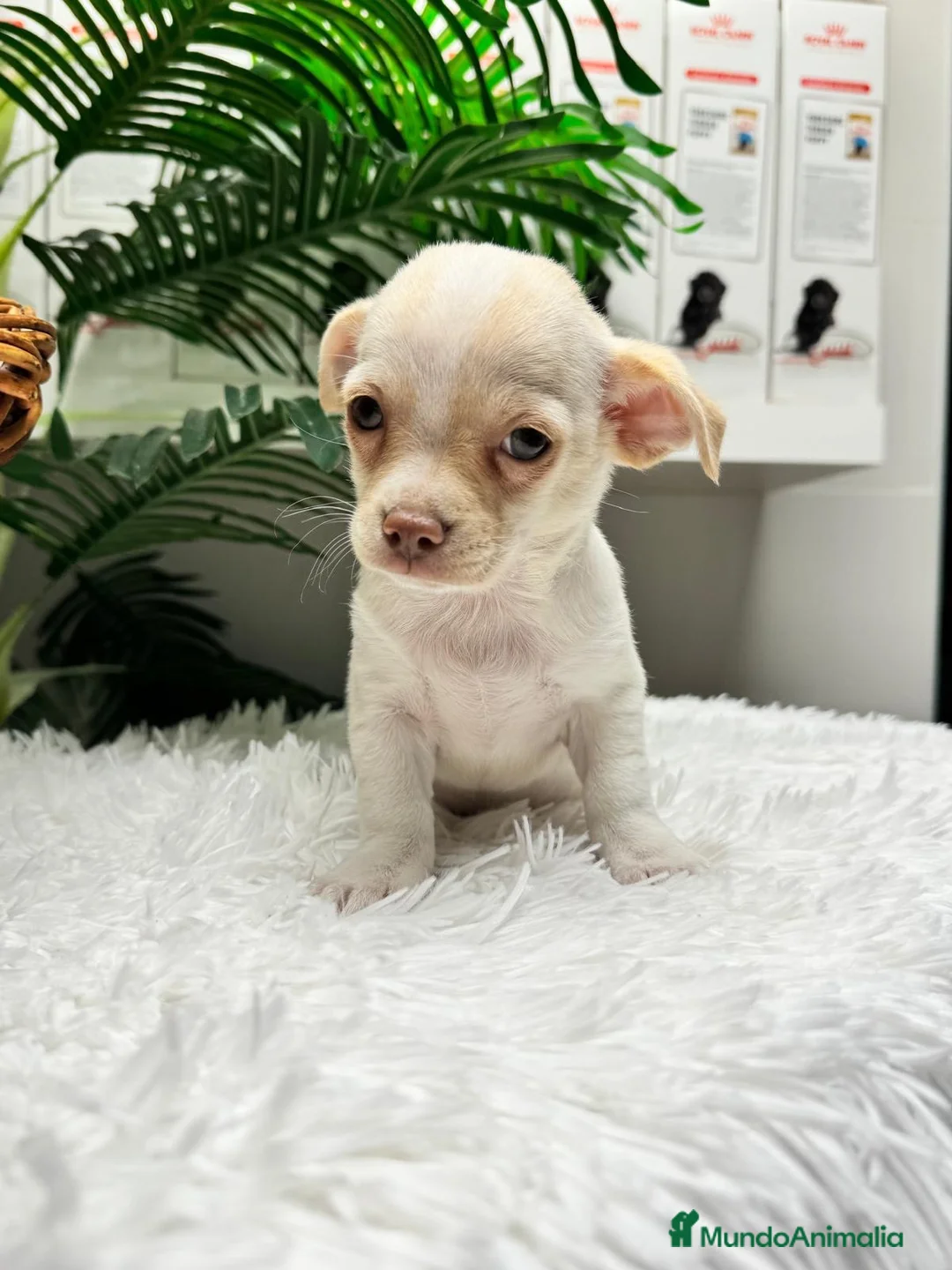 Chihuahua perros en venta: CHIHUAHUA - Anuncio 9