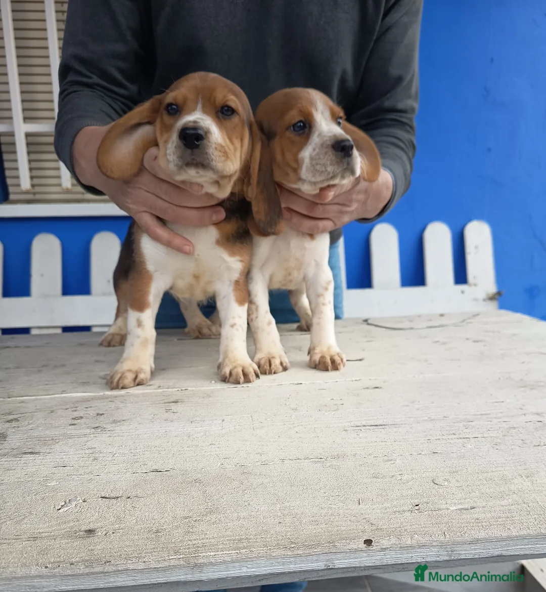 Beagle perros en venta: Cachorros de Beagle  - Anuncio 3
