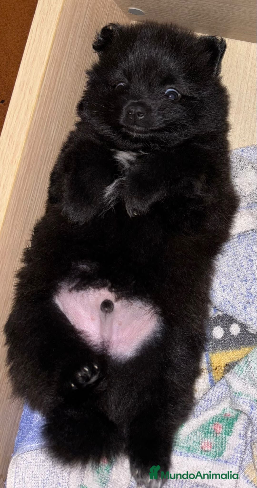Pomerania perros en venta: Preciosos cachorros de pomerania - Imagen 13