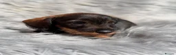 Teckel Miniatura perros en venta: Teckel pelo duro  - Anuncio 14