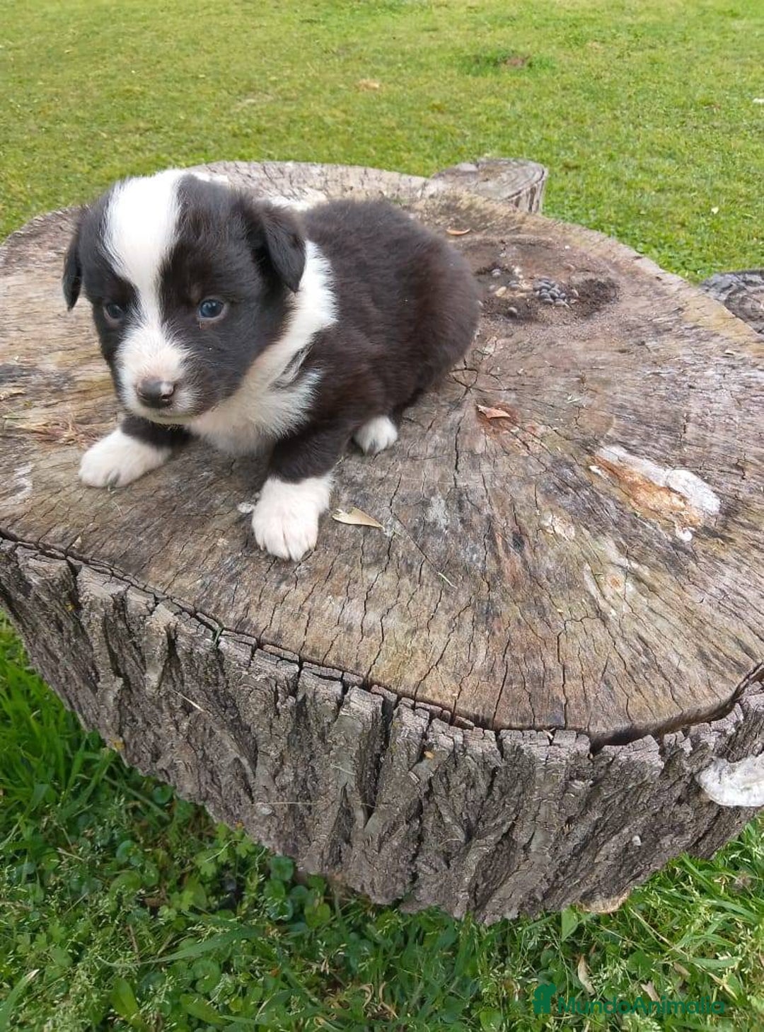 Border Collie perros en venta: preciosos border collie bebe - Anuncio 1