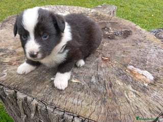 Border Collie perros preciosos border collie bebe - Anuncio 1