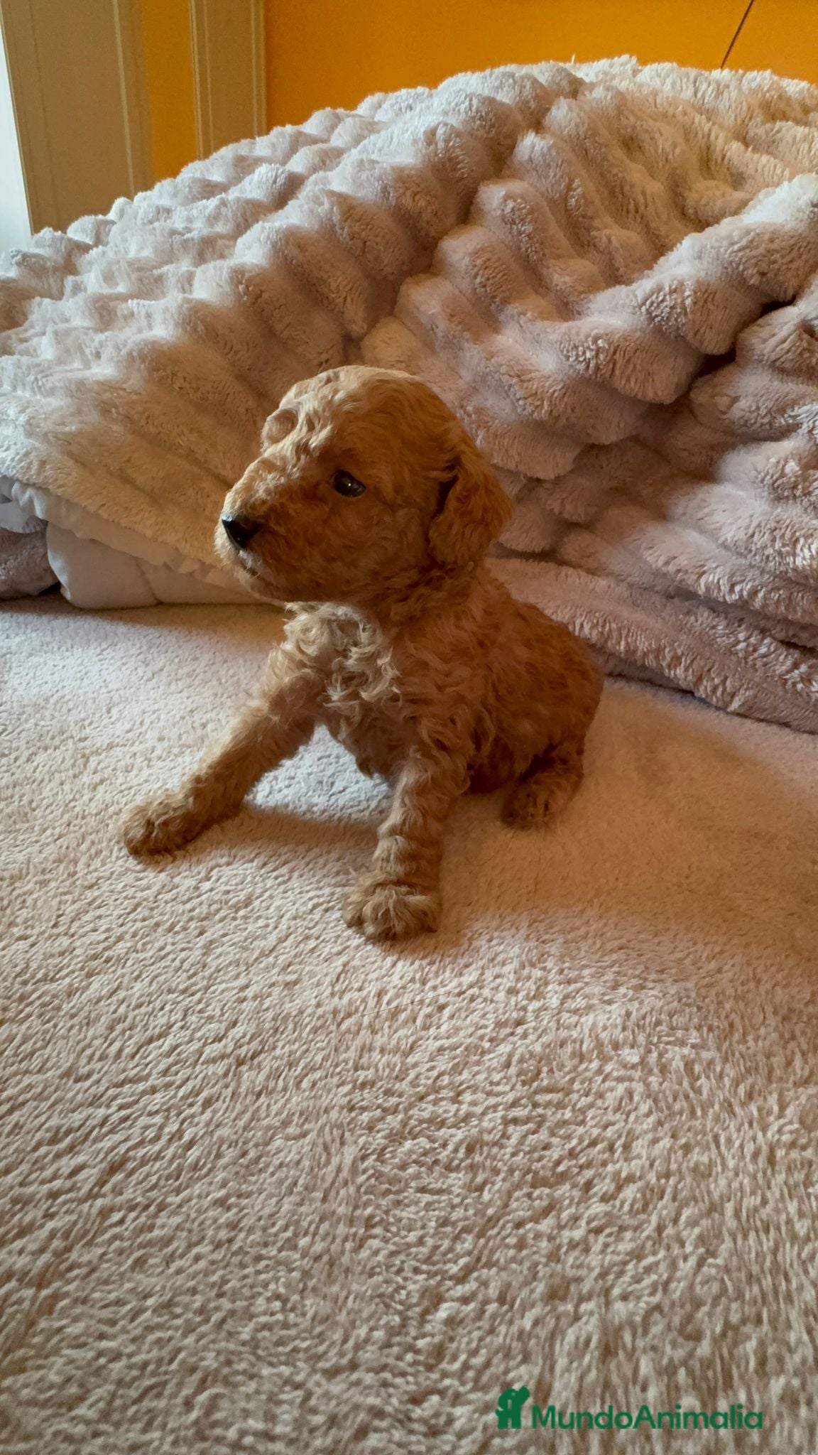 Caniche Toy perros Caniche toy  - Anuncio 1