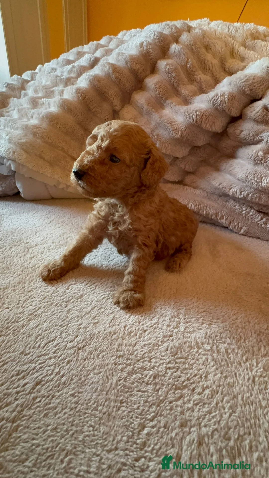 Caniche Toy perros en venta: Caniche toy  - Anuncio 1