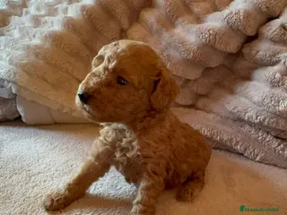 Caniche Toy perros Caniche toy - Anuncio 1