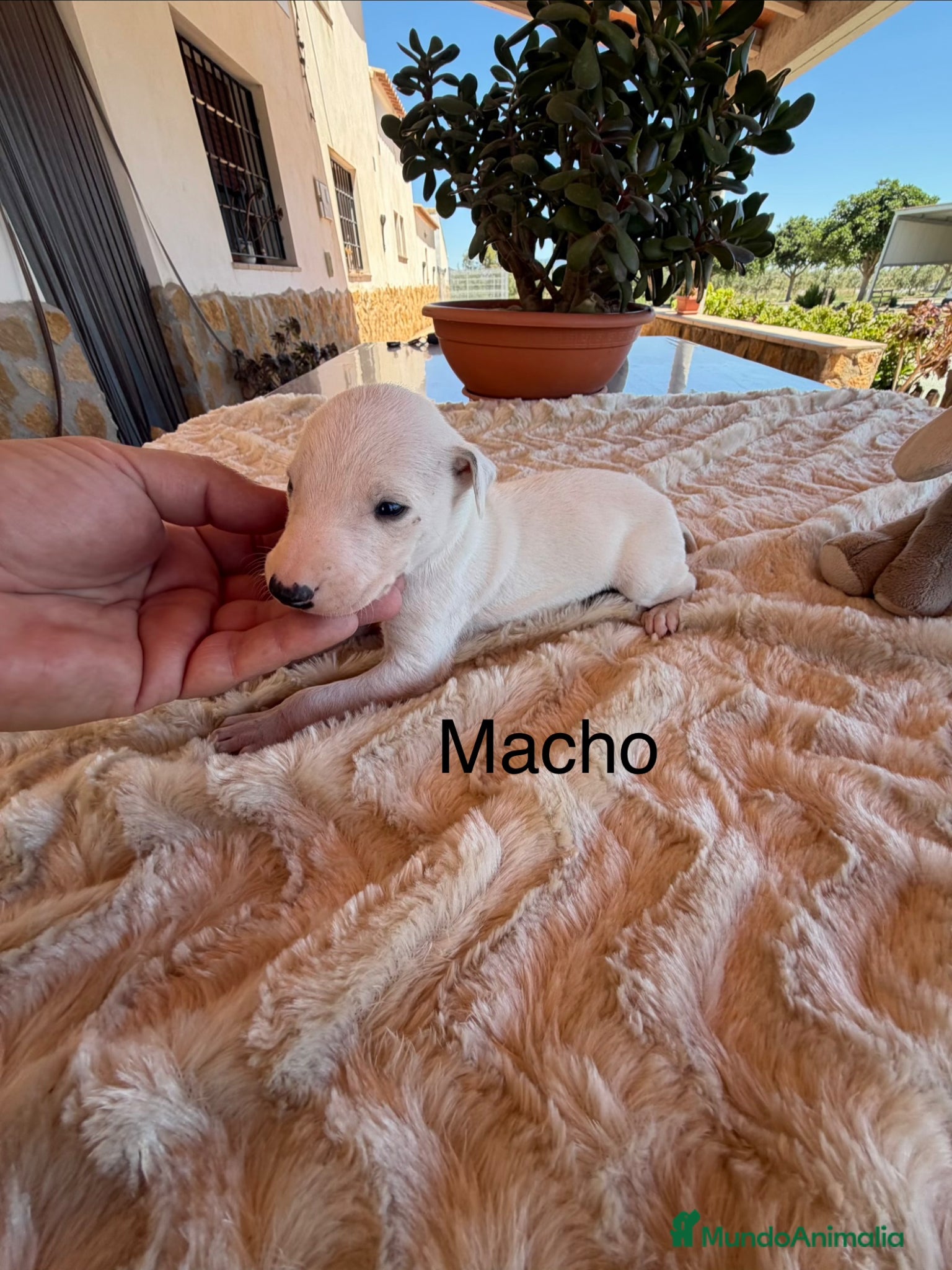 Galgo Español perros GALGOS ESPAÑOLES - Anuncio 1