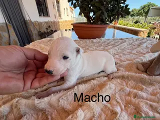 Galgo Español perros GALGOS ESPAÑOLES - Anuncio 1