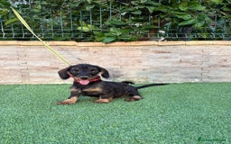 Teckel perros en venta: Teckel pelo duro  - Imagen 5