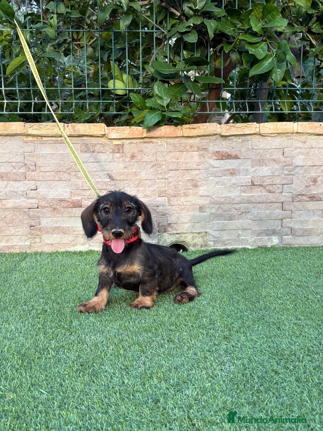 Teckel perros en venta: Teckel pelo duro  - Imagen 5