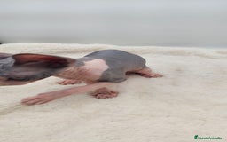 Sphynx gatos en venta: Machito bicolor  - Anuncio 6