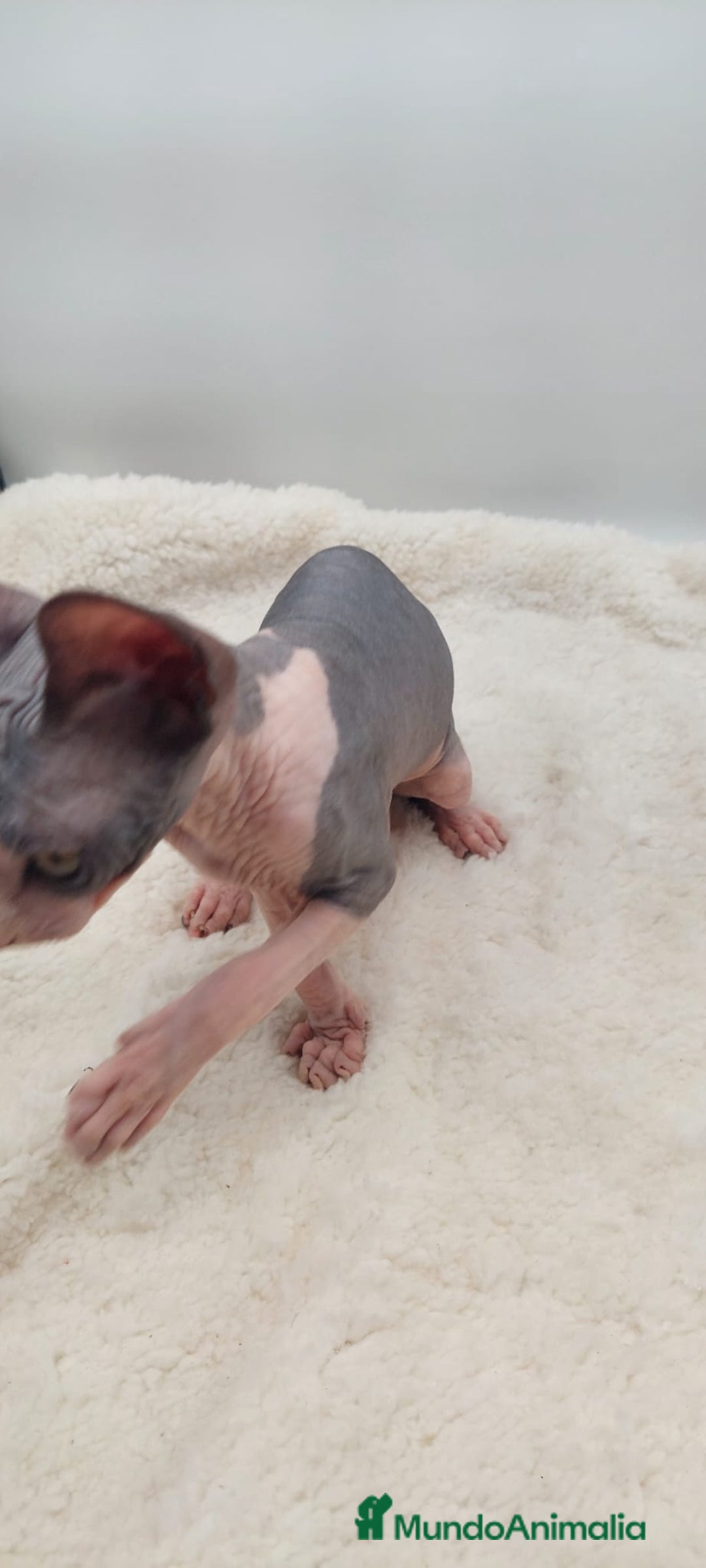 Sphynx gatos en venta: Machito bicolor  - Anuncio 6