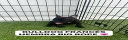Bulldog Francés perros en venta: DOS CACHORRAS PRECIOSAS BULLDOG FRANCÉS BIG ROPE  - Anuncio 2